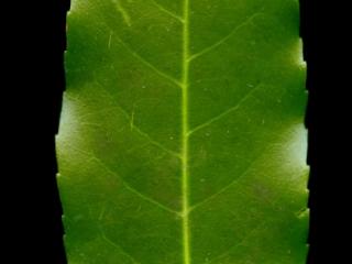 Img.VTax523.ExN.Img14