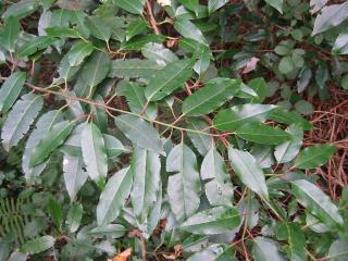 Img.VTax523.ExN.Img8