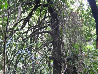 Img.VTax523.ExN.Img9