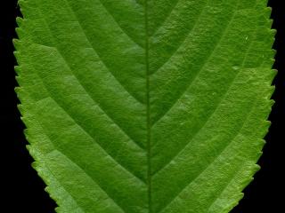 Img.VTax524.ExN.Img15