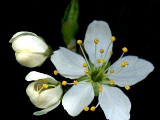 Img.VTax526.ExN.Img9