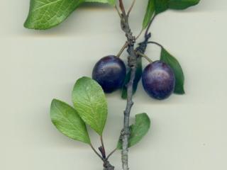 Img.VTax529.ExN.Img4
