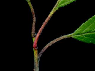 Img.VTax529.ExN.Img6