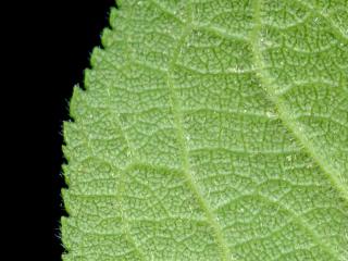 Img.VTax529.ExN.Img8