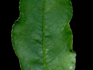 Img.VTax535.ExN.Img9