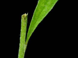 Img.VTax576.ExN.Img4