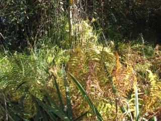 Img.VTax59.ExN.Img4