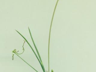 Img.VTax687.ExN.Img11