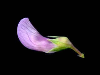 Img.VTax687.ExN.Img7