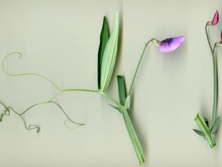Img.VTax690.ExN.Img22