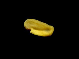 Img.VTax737.ExN.Img4