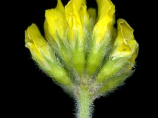 Img.VTax744.ExN.Img7