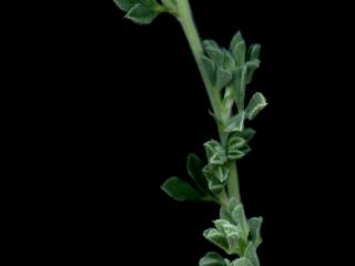 Img.VTax744.ExN.Img8