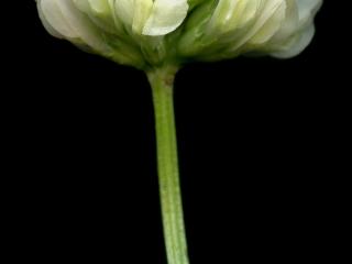 Img.VTax784.ExN.Img11