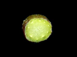 Img.VTax784.ExN.Img7