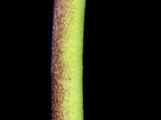 Img.VTax786.ExN.Img2
