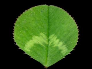 Img.VTax786.ExN.Img4
