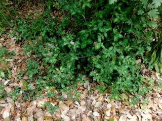 Img.VTax818.ExN.Img24