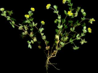 Img.VTax832.ExN.Img11