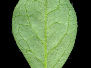 Img.VTax836.ExN.Img7