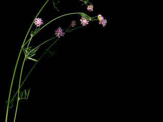 Img.VTax846.ExN.Img3