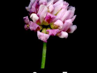 Img.VTax846.ExN.Img4