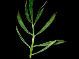Img.VTax846.ExN.Img6