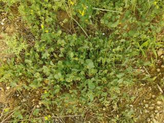 Img.VTax855.ExN.Img21