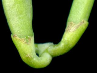 Img.VTax855.ExN.Img4