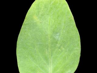 Img.VTax855.ExN.Img7