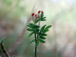 Img.VTax866.ExN.Img3