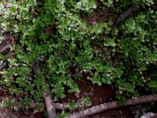 Img.VTax884.ExN.Img6