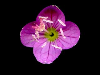 Img.VTax898.ExN.Img3
