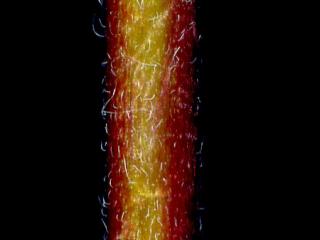 Img.VTax898.ExN.Img8