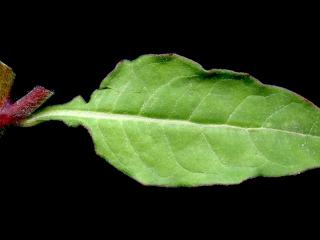 Img.VTax898.ExN.Img9