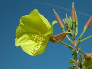 Img.VTax902.ExN.Img8