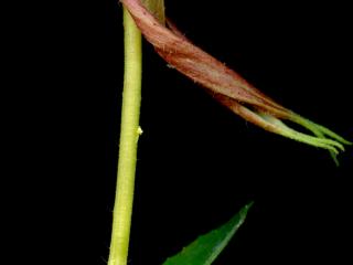 Img.VTax902.ExN.Img9
