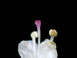 Img.VTax916.ExN.Img4