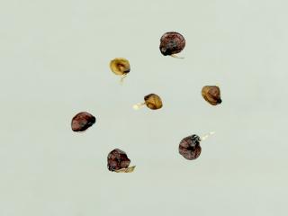 Img.VTax969.ExN.Img2