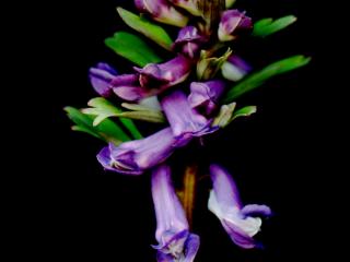 Img.VTax969.ExN.Img8