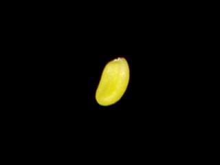 Img.VTax997.ExN.Img8