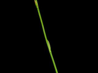 Img.VTax3508.ExN.Img16