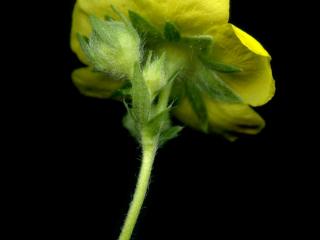 Img.VTax455.ExN.Img11