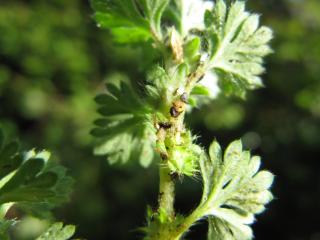 Img.VTax493.ExN.Img4
