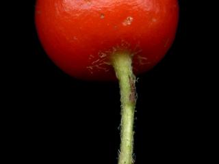 Img.VTax512.ExN.Img9