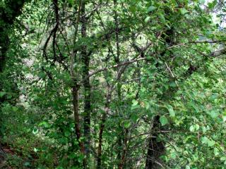 Img.VTax522.ExN.Img13