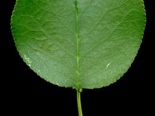 Img.VTax522.ExN.Img8
