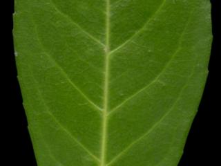 Img.VTax530.ExN.Img5