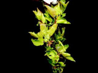 Img.VTax531.ExN.Img8