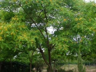 Img.VTax556.ExN.Img8